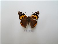 藏品(大紅蛺蝶)的圖片